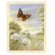 PRINT ROB POHL COLLECTION Red Admiral